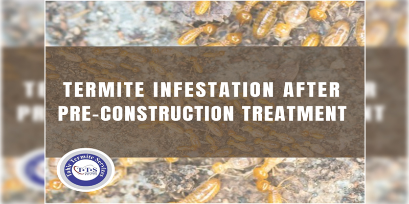 termite infestation after pre-construction treatment